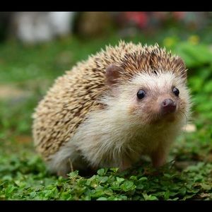 Meet your Posher, Brooklyn